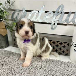 Miss Boo - Merle female Bernedoodle puppy in Hegins, Pennsylvania from Bubbling Springs Doodles, LLC