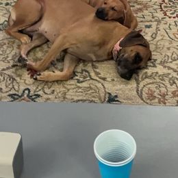 Rhodesian Ridgeback Puppies from River Roc Ranch & Ridgebacks