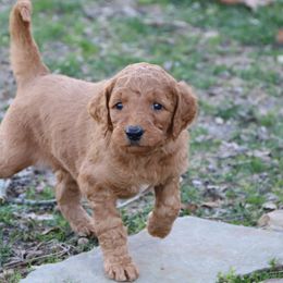 Goldendoodle Puppies from Knapp's Paw Prints