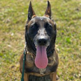 Mya - Belgian Malinois