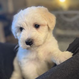 Kaido - Parti male Miniature Schnauzer puppy in Jefferson, Oregon from Whiskey Meadows Miniature Schnauzers