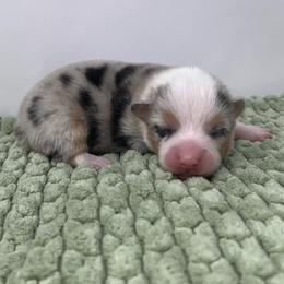 Clover - Blue merle and white female American Corgi puppy in Waco, Texas from The Comma Corgis