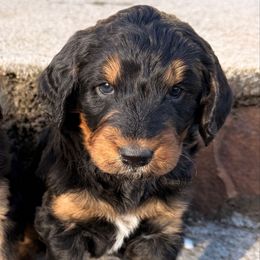 Yellow - Tri-color female Bernedoodle puppy in Redding, California from O’Hara  Doodles