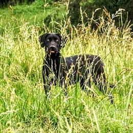 June - Catahoula Leopard Dog