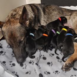 German Shepherd Puppies from Rose Valley German Shepherds