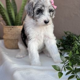 Old English Sheepdog and Sheepadoodle Puppies from Desert Sheepies