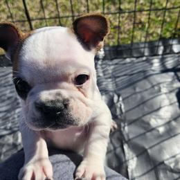 RJ - White and fawn female French Bulldog puppy in Monterey, Louisiana from McaysKennels