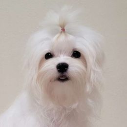 GiGi - Maltese
