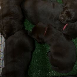 Labrador Retrievers from Dolce Amore Labs
