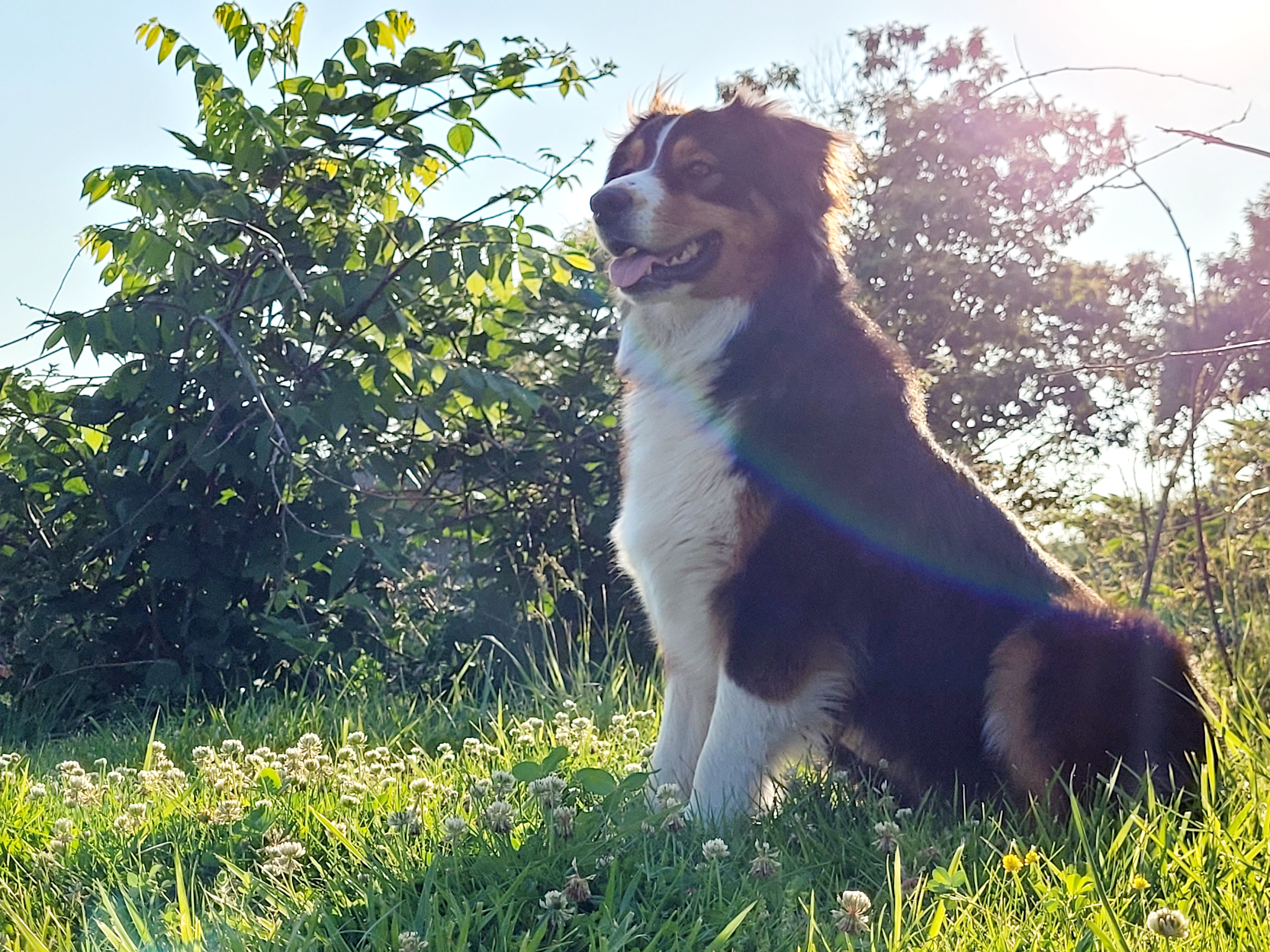 Harley - Australian Shepherd
