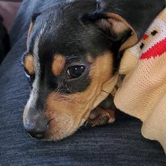 Dachshund Puppies from Laxen's Dachshunds of Minnesota