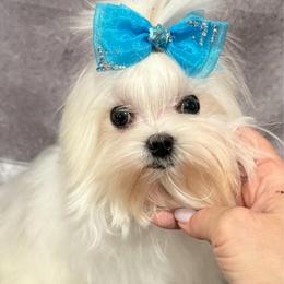 Bentley - White male Maltese puppy in San Diego, Temecula, Ontario, California from Yorkie & Maltese Royalty