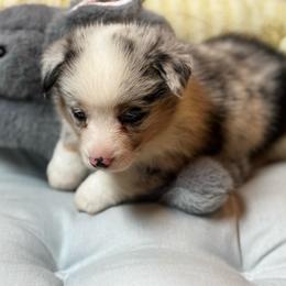 Marley - Blue merle and white male American Corgi puppy in Nortonville, Kansas from Low Riders Corgis & Mini Aussies
