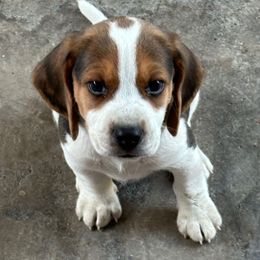 Boy 5 - Blue - Black tan and white male Beagle puppy in Sacramento, California from Alton Beagles