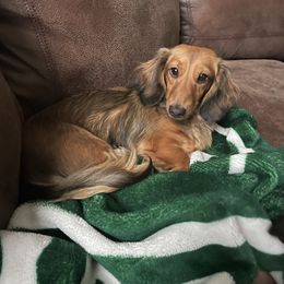 Frankie - Dachshund
