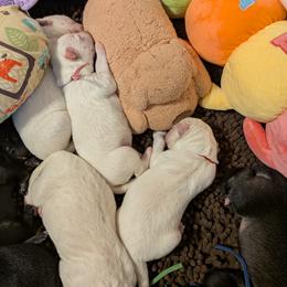 Black - White male Shiloh Shepherd puppy in Jackson Township, New Jersey from Divine Shilohs