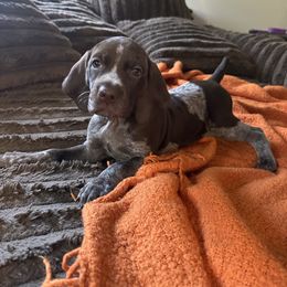 Gold Collar - Liver roan female German Shorthaired Pointer puppy in Covington, Georgia from Peters Built Pointers