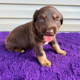 Bear - Black tri-color male Australian Shepherd puppy in Charlotte, North Carolina from Awesome Aussies