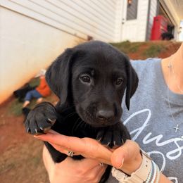 Blue Boy - Black male Labrador Retriever puppy in Talking Rock, Georgia from Bethel Woods Kennels