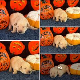 Silver Collar - Yellow male Labrador Retriever puppy in Quinlan, Texas from Wright Way Retrievers