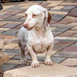 Dolly - Dachshund
