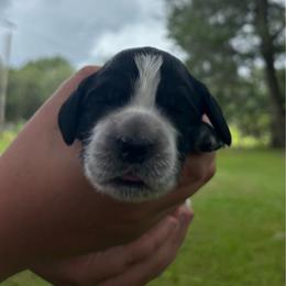 Dark blue - Black and white male English Springer Spaniel puppy in Williston, Florida from Bizzy Farms English Springer Spaniels
