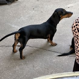 Lizzy - Dachshund