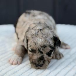 Silver merle - Merle female Goldendoodle puppy in Rush, New York from Care Bear Puppies