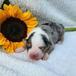 Leo - Blue merle male Miniature Australian Shepherd puppy in Sandown, New Hampshire from Ashby Lou Aussies