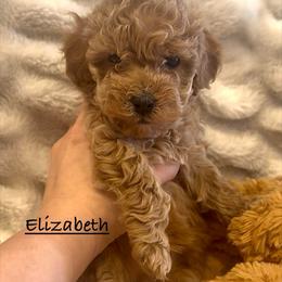 Elizabeth - Apricot female Poodle puppy in Traverse City, Michigan from Riyem Wildflower Farms