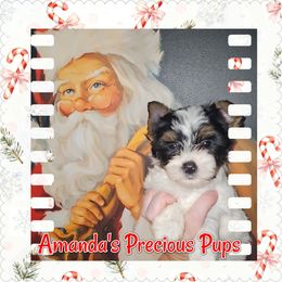 Girl 1(BLACK FRIDAY SALE) - Parti female Yorkshire Terrier puppy in Wartburg, Tennessee from Amanda's Precious Pups