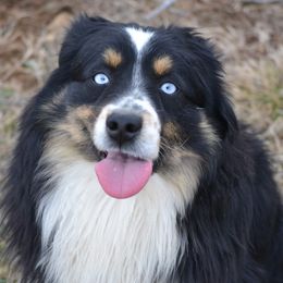 Miniature Australian Shepherds and Toy Australian Shepherds from Aiken Switch Aussies