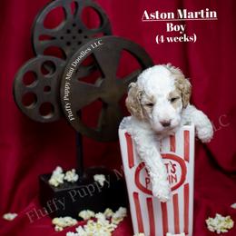 Aston Martin (Blue Collar) boy - Parti male Goldendoodle puppy in Corona, California from Fluffy Puppy Mini Doodles LLC