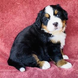 Purple Collar Girl - Black rust and white female Bernese Mountain Dog puppy in Bristol, Tennessee from Holston Hollow Farm