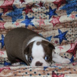 Boston Terrier Puppies from Honor Bound Boston Terriers