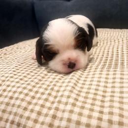 Marshall - Tri-color male Cavalier King Charles Spaniel puppy in Stockdale, Texas from Great Oaks Farm Cavaliers
