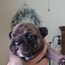 French Bulldog Puppies from Sonia Orozco