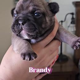 French Bulldog Puppies from Sonia Orozco