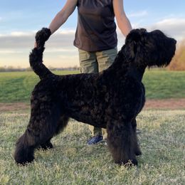 Cherry - Black Russian Terrier