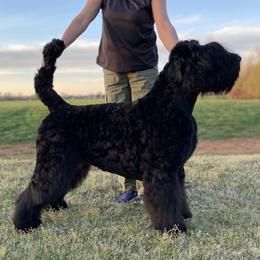 Cherry - Black Russian Terrier