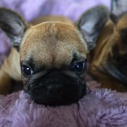 Luca - Fawn male French Bulldog puppy in Solway, Minnesota from PcFrenchies