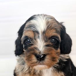 River- Male - Merle male Cockapoo puppy in Connersville, Indiana from Dessie's Doodles