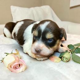 Unity - Parti female Miniature Schnauzer puppy in Kentucky from Mrs Bs Teeny Schnauzers & Doodles