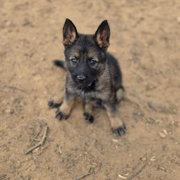 Mulan - Sable female German Shepherd puppy in Winston Salem, North Carolina from Samtastic Shepherds