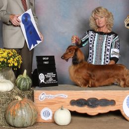 Dachshund All Grown Up from Heardachs