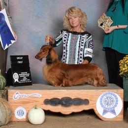 Dachshund All Grown Up from Heardachs