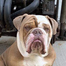 Bulldogs from Bestie Bullies 4U Bulldogs