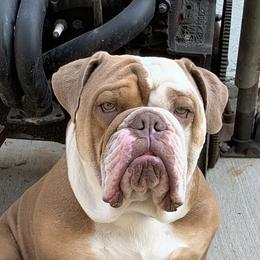 Bulldogs from Bestie Bullies 4U Bulldogs