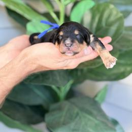 Blue - Phantom male Bernedoodle puppy in Charleston, South Carolina from Palm Belle Doodles