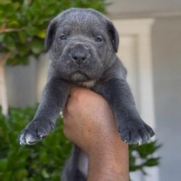 Male 3 - Gray male Cane Corso puppy in California from Donato Kennels